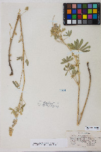 Lupinus argenteus var. argenteus image