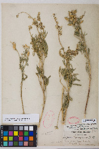 Lupinus argenteus var. argenteus image