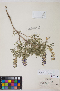 Lupinus argenteus var. argenteus image