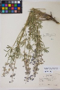 Lupinus argenteus var. argenteus image