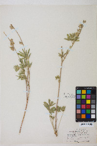 Lupinus argenteus var. argenteus image