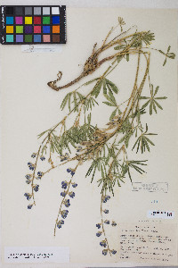 Lupinus argenteus var. argenteus image