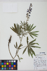 Lupinus argenteus var. depressus image
