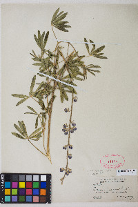 Lupinus argenteus var. argenteus image