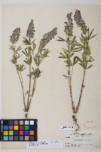 Lupinus argenteus subsp. rubricaulis image