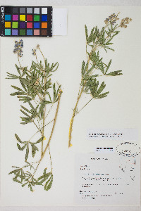 Lupinus argenteus var. argenteus image