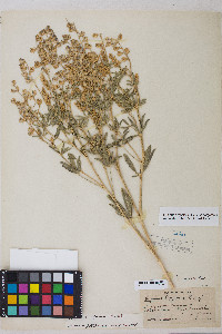 Lupinus argenteus var. argenteus image