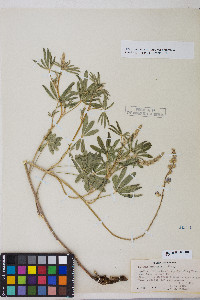 Lupinus argenteus var. argenteus image