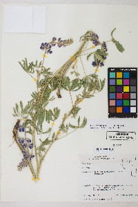 Lupinus argenteus var. argenteus image