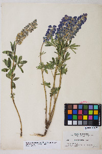 Lupinus argenteus subsp. rubricaulis image