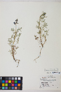 Lupinus bicolor image