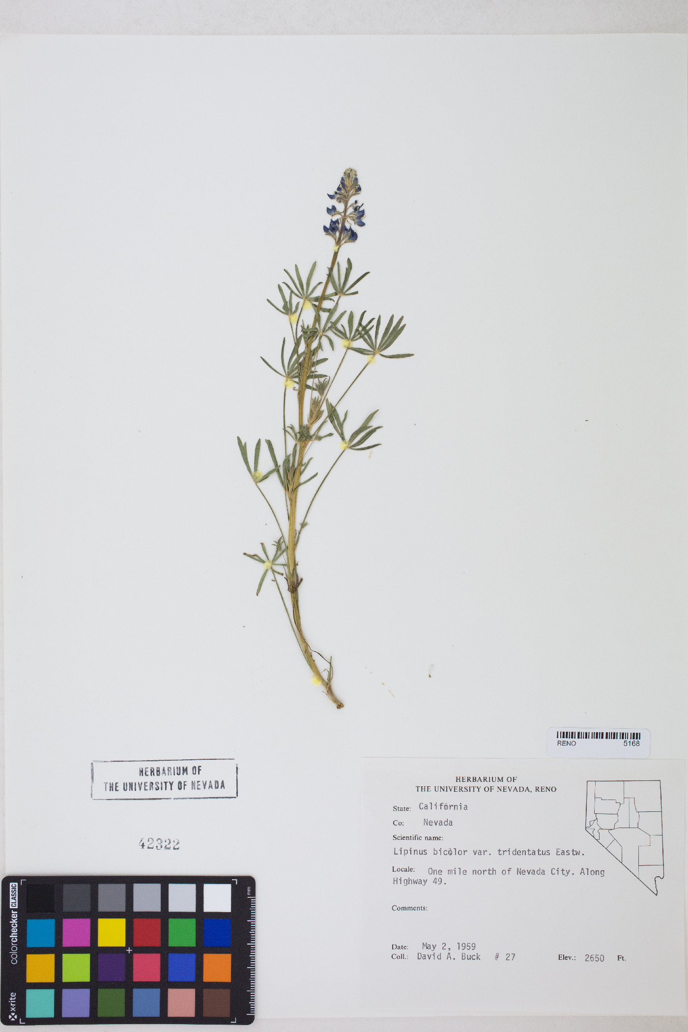 Lupinus bicolor var. tridentatus image