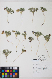 Lupinus brevicaulis image