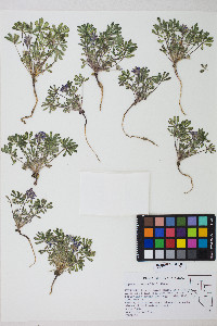 Lupinus brevicaulis image