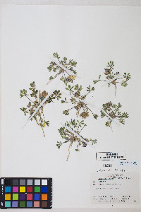 Lupinus brevicaulis image