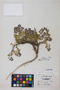 Lupinus breweri var. breweri image