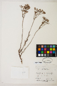 Eriogonum microtheca var. simpsonii image