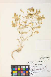 Mentzelia inyoensis image