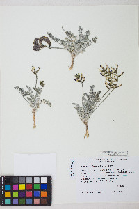 Astragalus tidestromii image