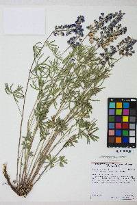 Lupinus argenteus var. argenteus image