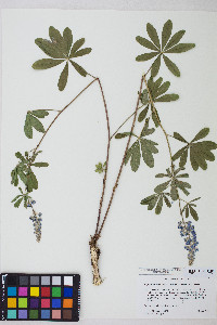 Lupinus argenteus subsp. rubricaulis image