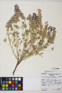 Lupinus aridus image