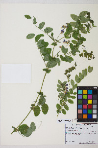 Lathyrus polyphyllus image