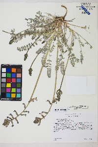 Astragalus tephrodes var. chloridae image