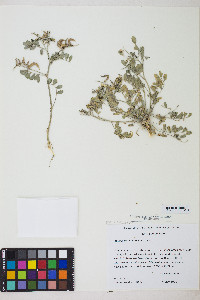 Astragalus iodanthus var. diaphanoides image