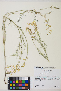 Astragalus filipes image