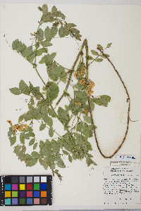 Lathyrus holochlorus image