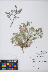 Astragalus sabulonum image