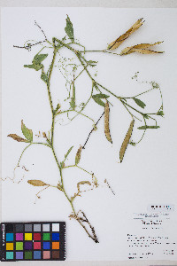 Lathyrus tingitanus image