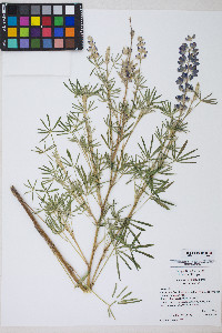 Lupinus argenteus var. argenteus image