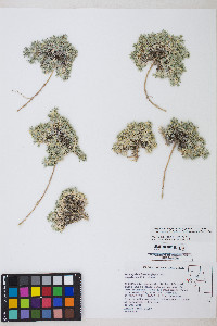 Astragalus kentrophyta image