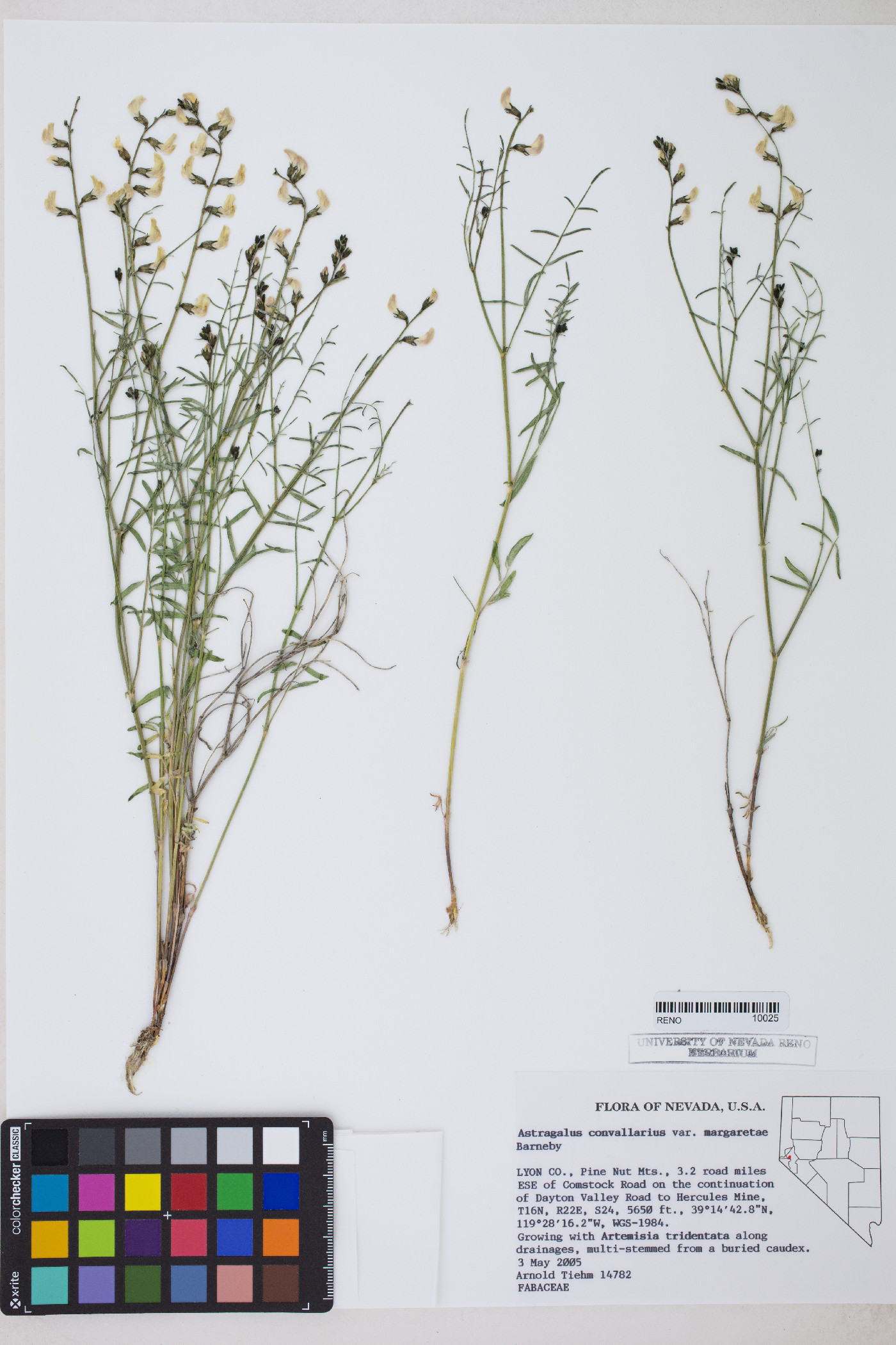 Astragalus convallarius var. margaretae image