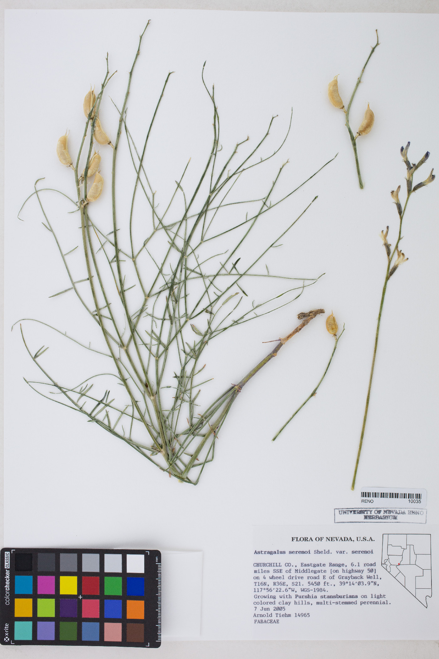 Astragalus serenoi image