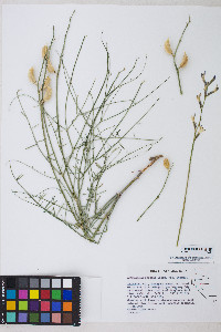 Astragalus serenoi image