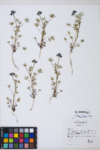 Lupinus bicolor image