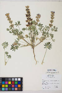 Lupinus subvexus image