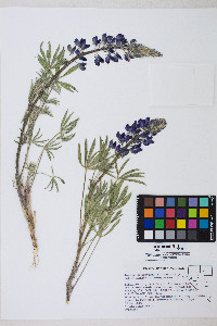 Lupinus polyphyllus image