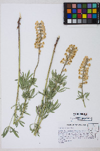 Lupinus arbustus image