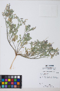 Astragalus sabulonum image