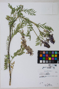 Astragalus bisulcatus image
