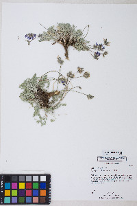 Oxytropis oreophila var. oreophila image