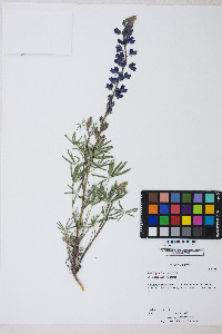 Lupinus sparsiflorus image