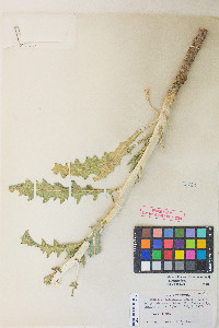 Mentzelia laevicaulis image