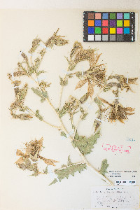 Mentzelia laevicaulis image