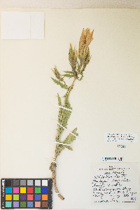 Mentzelia laevicaulis image