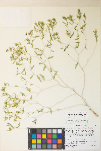 Mentzelia librina image